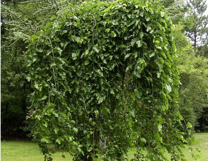 Moruša previslá, voľnok.