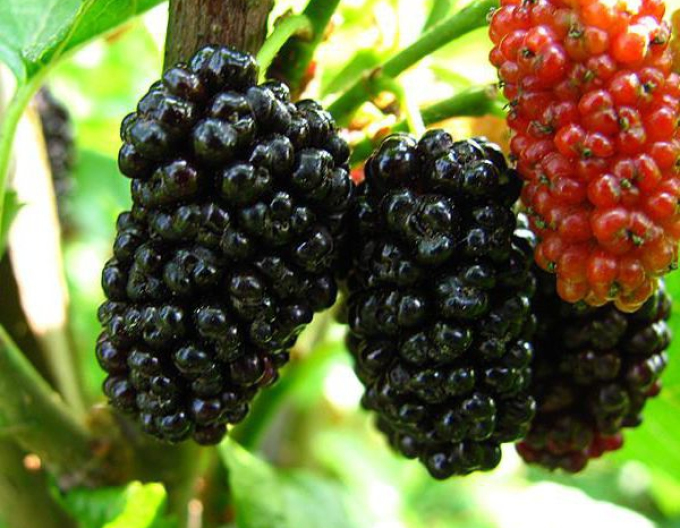 Moruša previslá, voľnok.