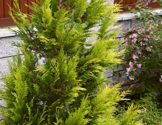 Cypruštek lawsonov ´Golden King´