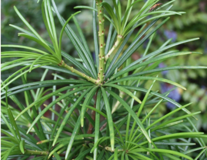 Dáždnikovec praslenovitý  60/80cm