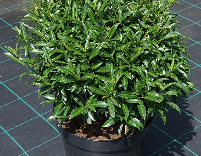 Vavrínovec lekársky ´Sofia´