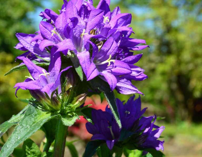 Zvonček klbkatý ’Superba´