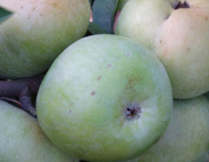 Jabloň ´Priesvitná letná´, podp. MM106, kont. 5l