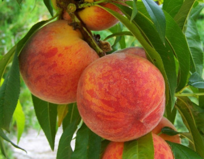 Broskyňa ´Fayette´ neskorá, podp. GF677, kont. 5l