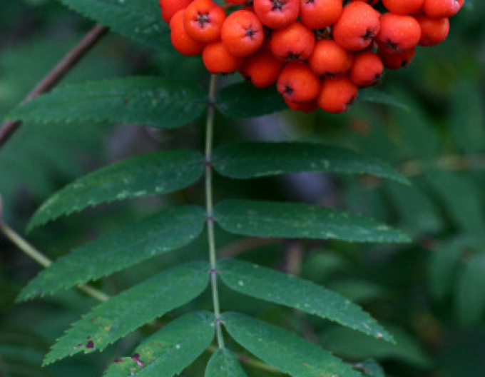 Jarabina ´Sladkoplodá Moravská´ Stromčeková, kont. 5l