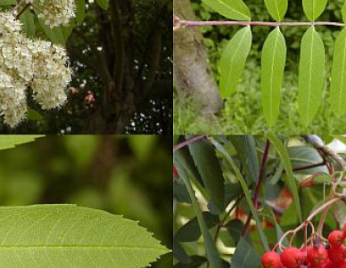 Jarabina ´Sladkoplodá Moravská´ Stromčeková, kont. 5l