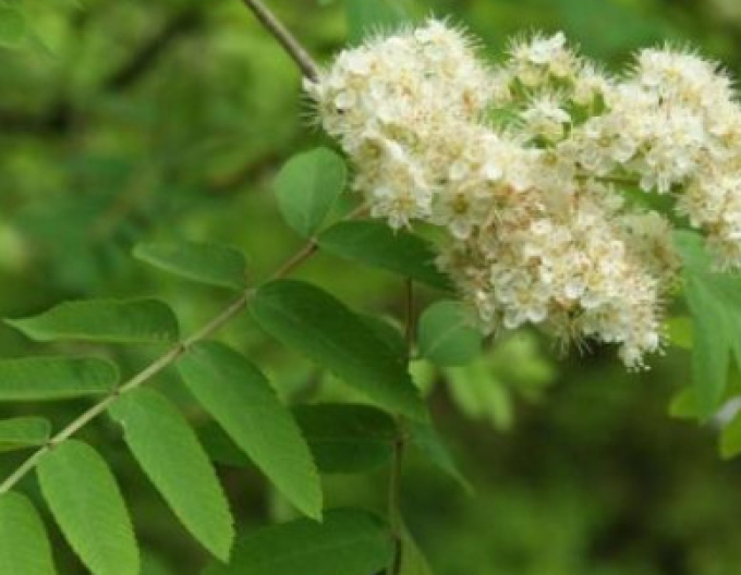 Jarabina ´Biela´ Stromčeková, kont. 5l