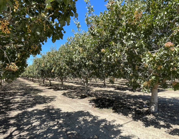 Pistácia pravá ´Peters´ samec