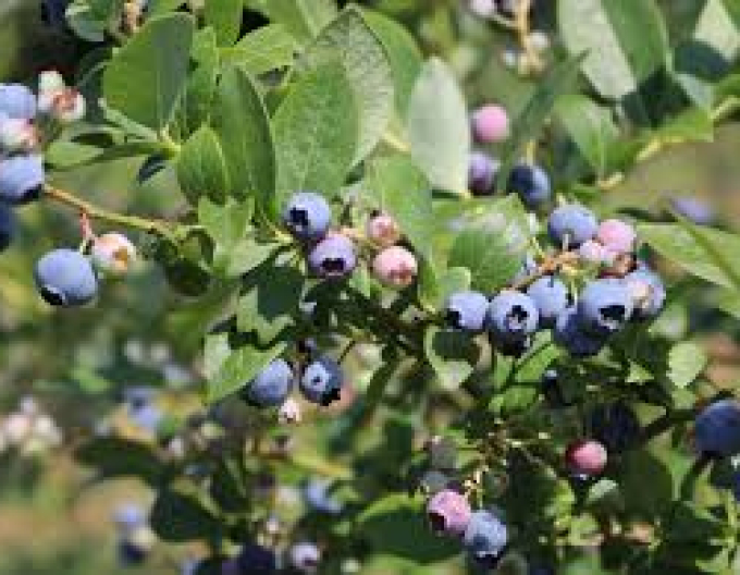 Čučoriedka kanadská ´Poppins´