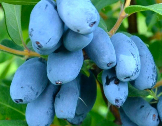 Zemolez kamčatský ´Giant´s Heart´