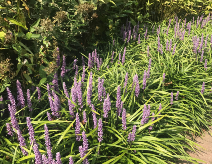 Liriopa modrincová ´Moneymaker´