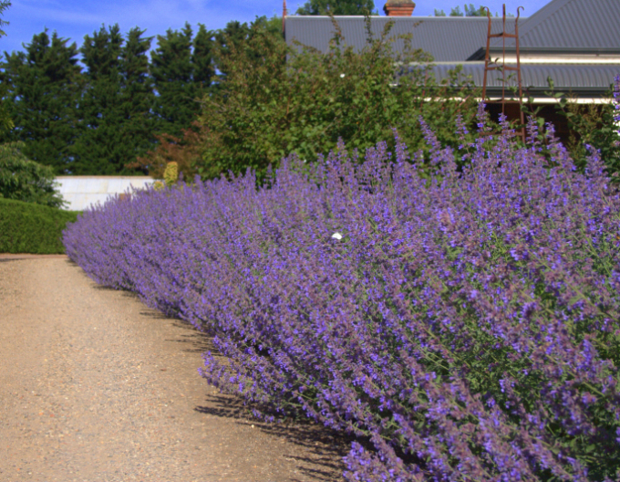 Kocúrnik ´Six Hills Giant´