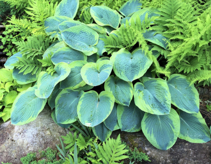 Hosta  ’Francess Williams’