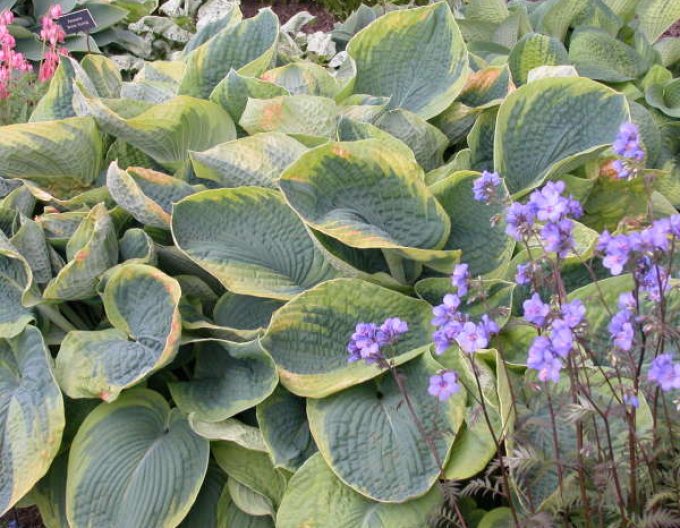 Hosta  ’Francess Williams’