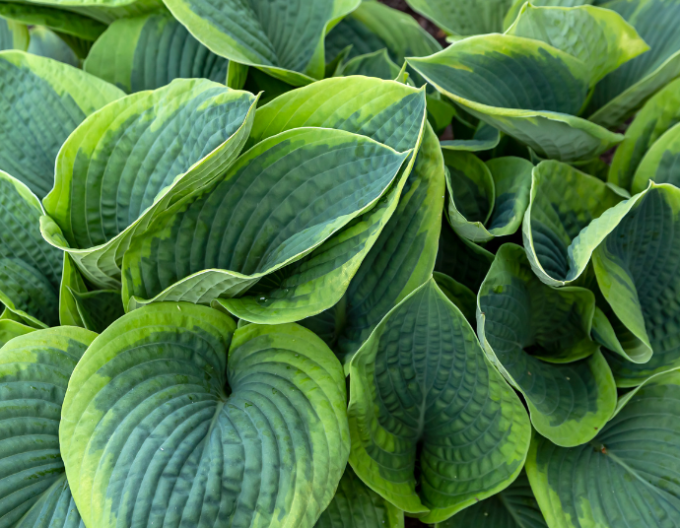 Hosta  ’Francess Williams’