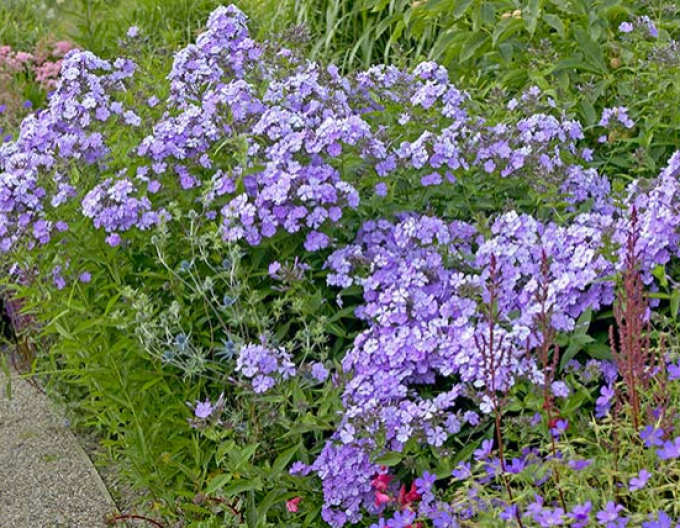 Flox metlinatý Blue Boy