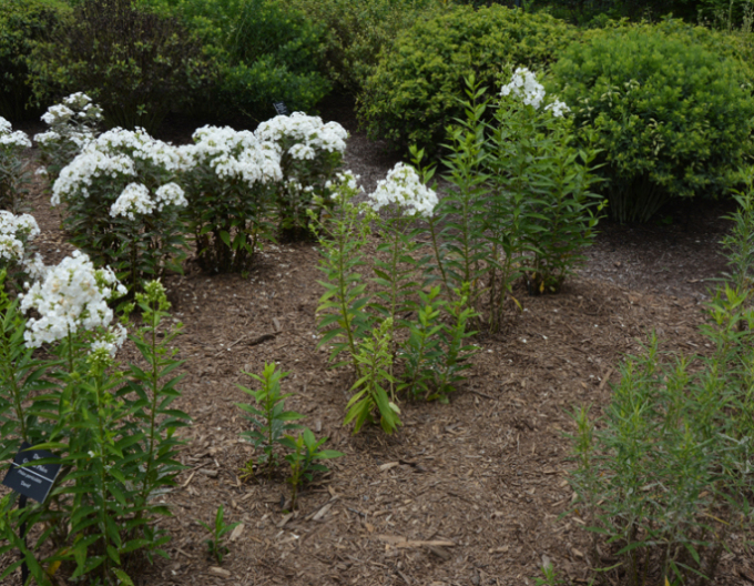 Flox metlinatý David