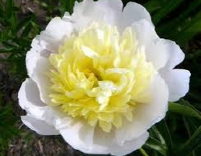 Pivonka ´Primevere´