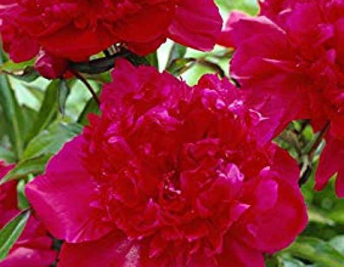 Pivonka čínska ´Inspecteur Lavergne´