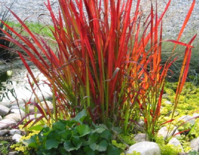 Imperáta cylindrická ´Red Baron´ 9x9