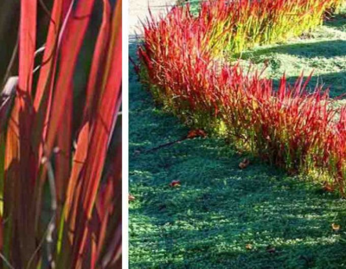 Imperáta cylindrická ´Red Baron´ 9x9