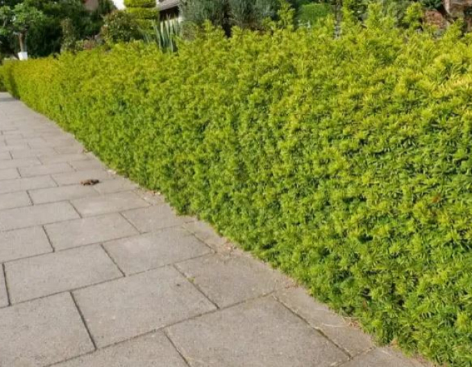 Tis obyčajný ´David´