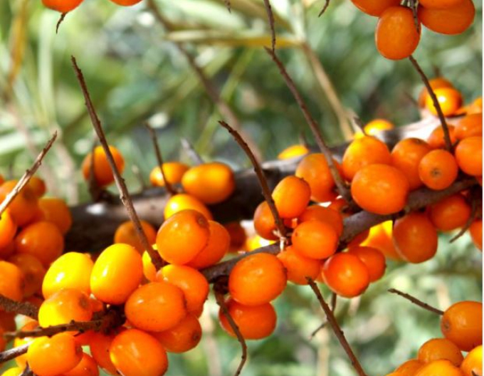 Rakytník samica ´Nela´