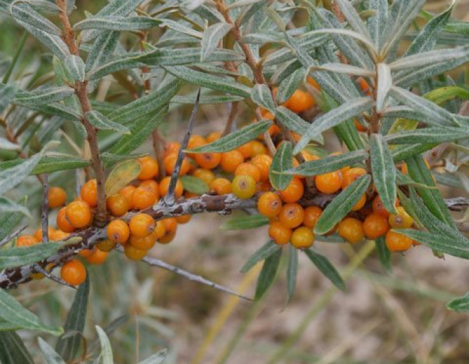 Rakytník samica ´Nela´