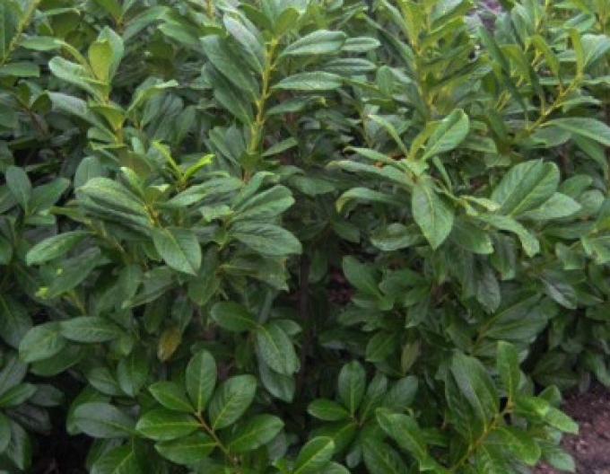 Vavrínovec lekársky ´Novita´ 9x9