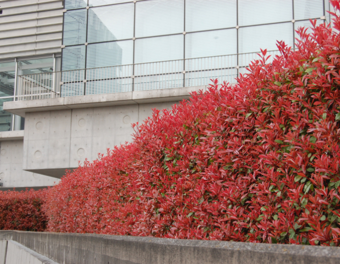 Červienka Fraserova ´Red Robin´ 9x9