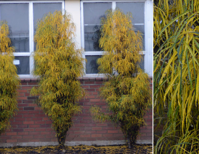 Krušina úzkolistá ´Fine Line´ 250cm