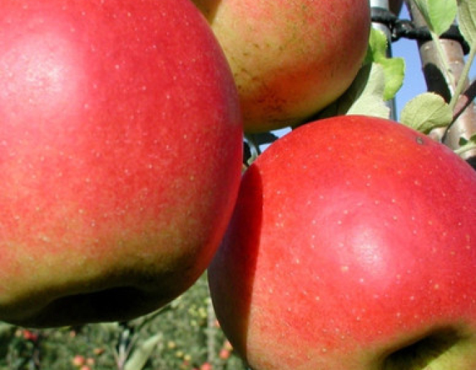 Jabloň ´Prima´jesenná, podp. M26, voľnok.