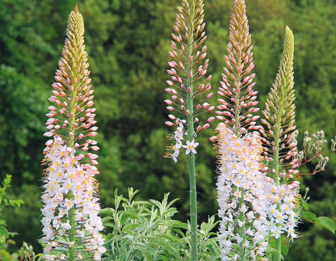 Fakľa úzkolistá Robustus - Eremurus 1ks