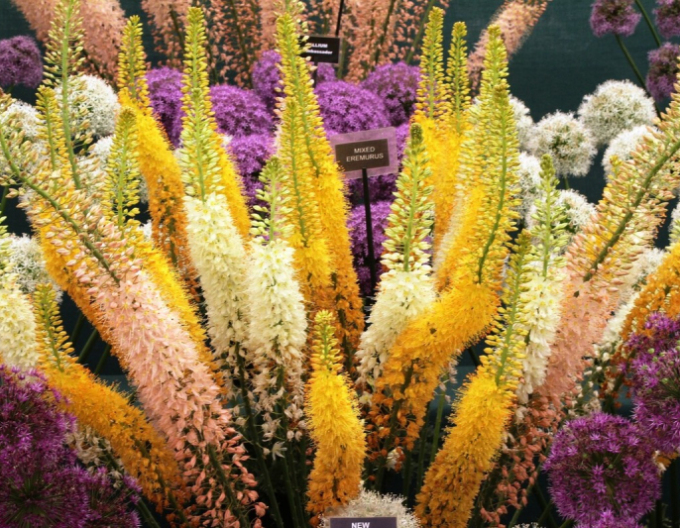 Fakľa úzkolistá hybrid - Eremurus 1ks