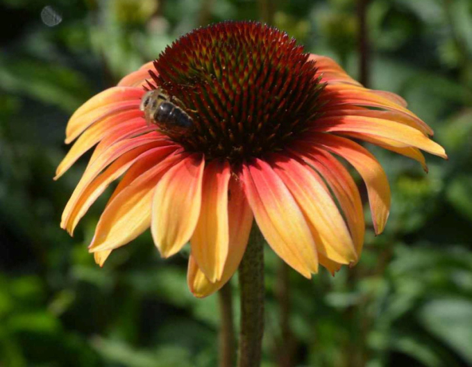 Echinacea  Sombrero ´Yellow Red´