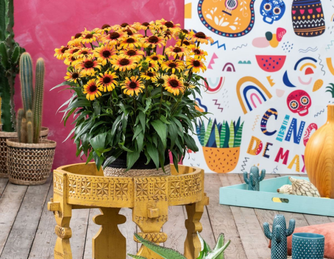 Echinacea  Sombrero ´Yellow Red´