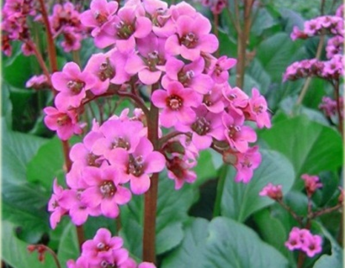 Bergenia ´Rotblum´
