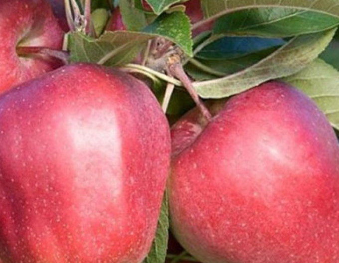 Jabloň ´Gloster´ zimná, podp. A2, voľnok.