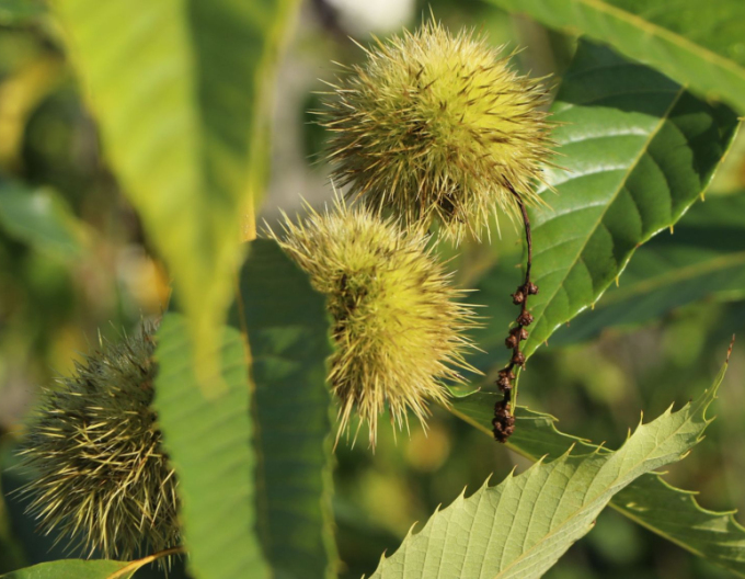 Gaštan jedlý  ´Markus´