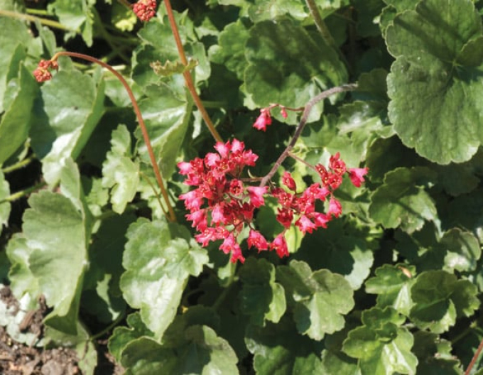 Heuchera  ´Ruby Bells´´
