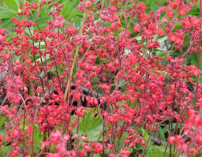 Heuchera  ´Ruby Bells´´