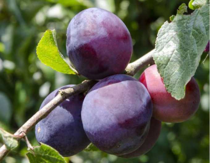 Slivka ´Opál´ skorá, podp. Myrobalán, kont. 5l