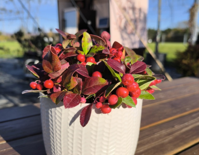 Obal na kvetináč keramický biely s leskom