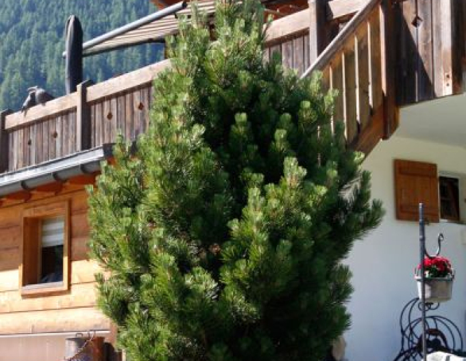 Borovica pyrenejská  40 - 50cm