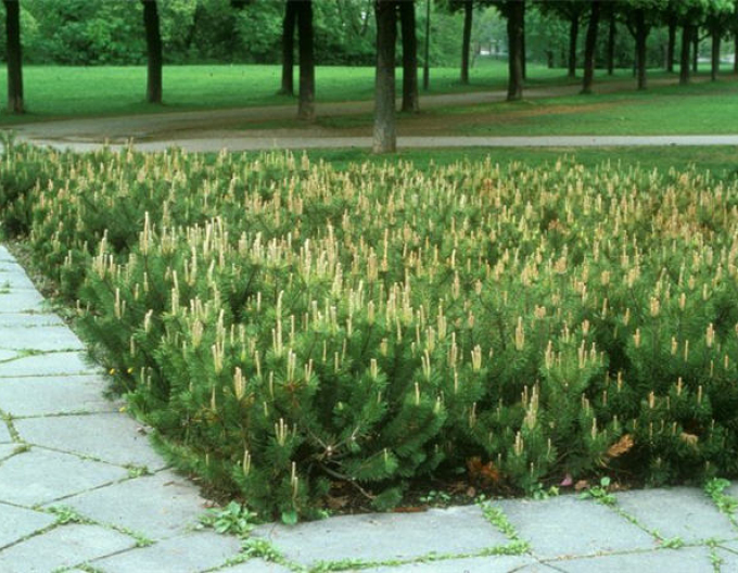 Borovica pyrenejská 50 - 60cm