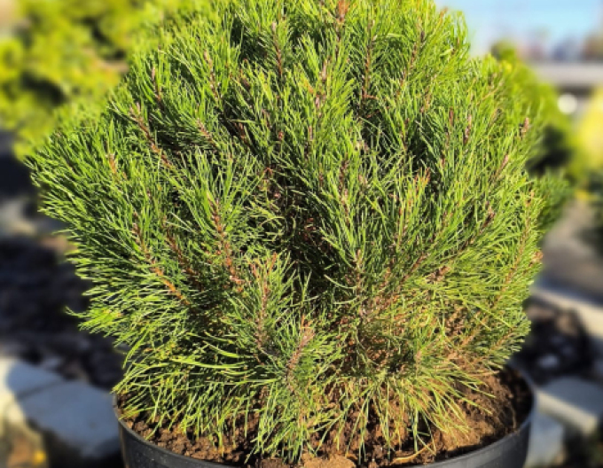 Borovica pyrenejská  40 - 50cm