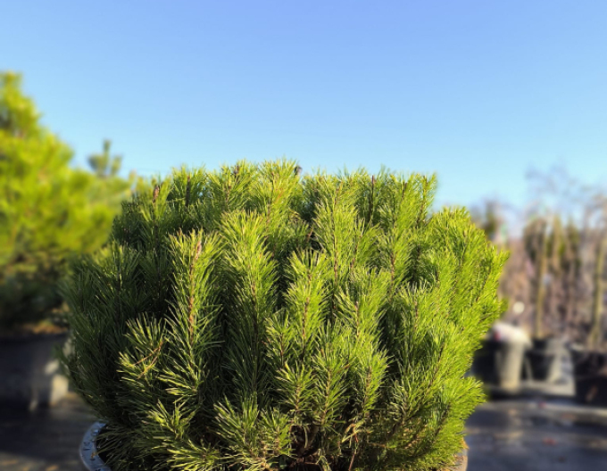 Borovica pyrenejská 50 - 60cm