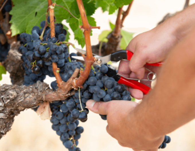 FELCO 8 Nožnice + FELCO 321 zberové nožnice