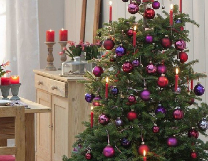 Jedľa korejská  300cm, kont.