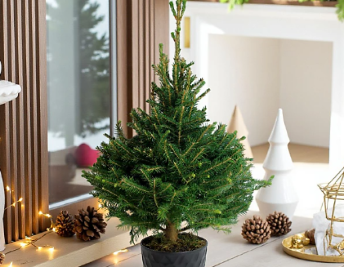 Smrek pančičov (Omorika) 40/60cm